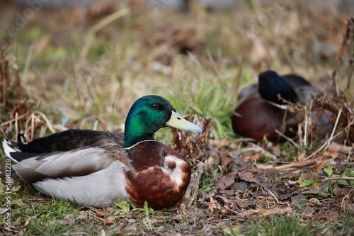 two ducks