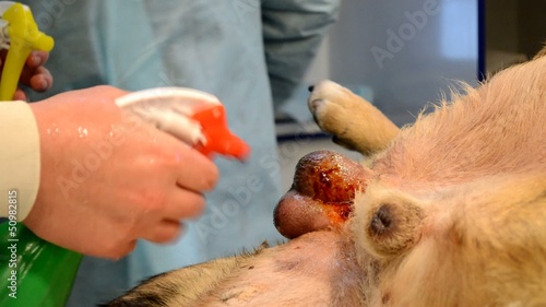 castration dogs, preparing the operative field photo