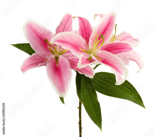 beautiful pink lily  isolated on white