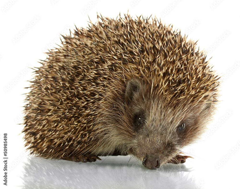 Hedgehog, isolated on white Hedgehog, isolated on white