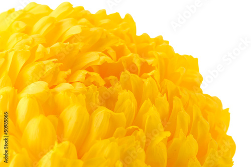 bright yellow chrysanthemum, isolated on white