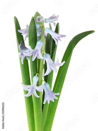 Beautiful hyacinth  isolated on white