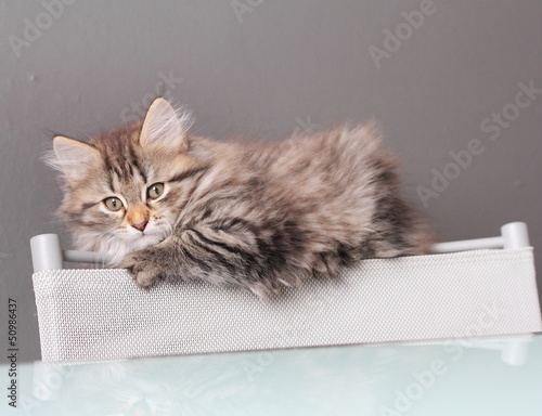 Cucciola di gatto siberiano sullo schienale di una sedia photo