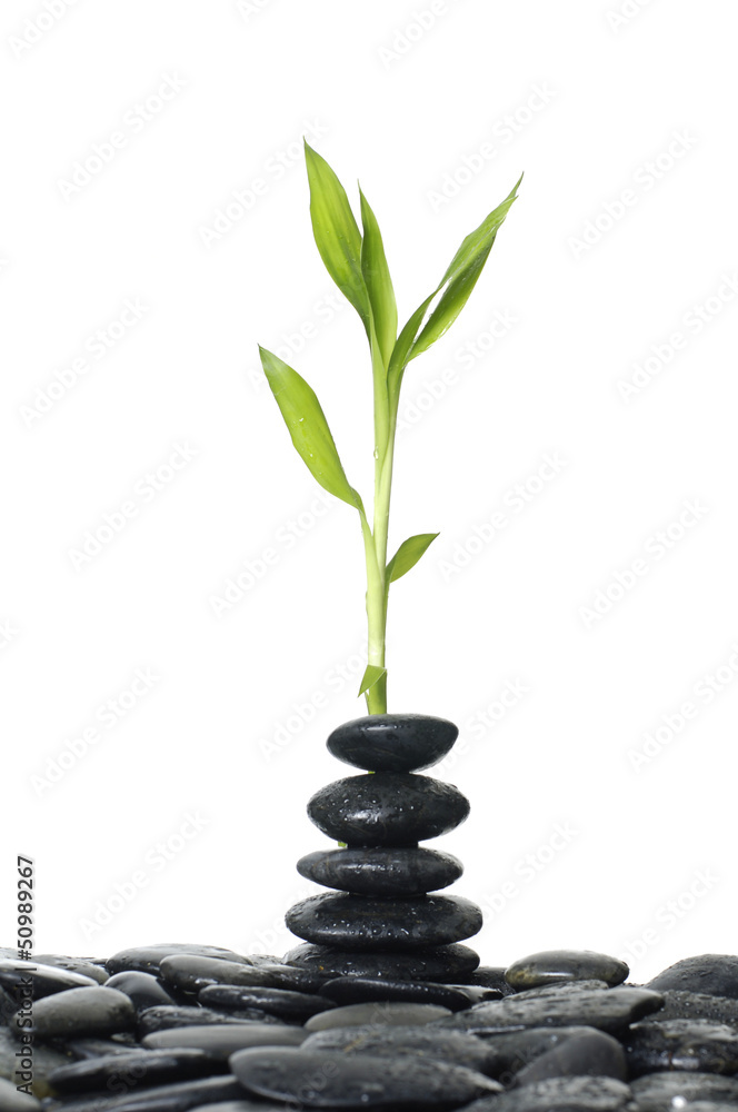 Still life with Zen stones and green bamboo plant Still life with Zen stones and green bamboo plant