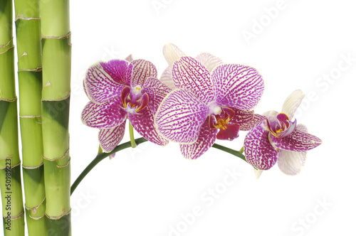 thin bamboo grove and pink orchid 