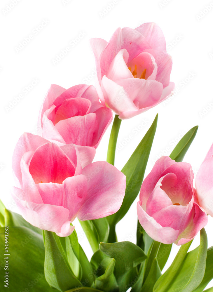Fototapeta premium Bouquet of tulips. Isolated on white background