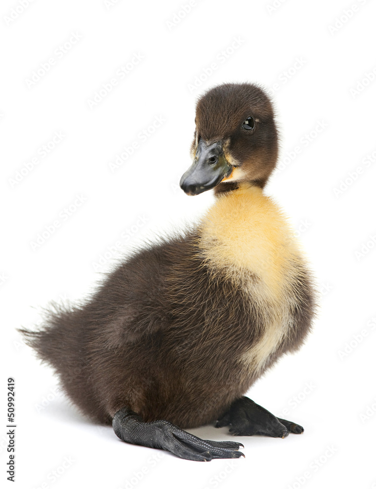 Newborn black duck