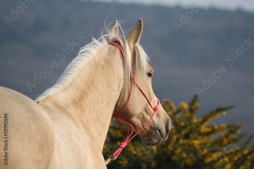 Quarter Horse palomino avec un licol rose photo