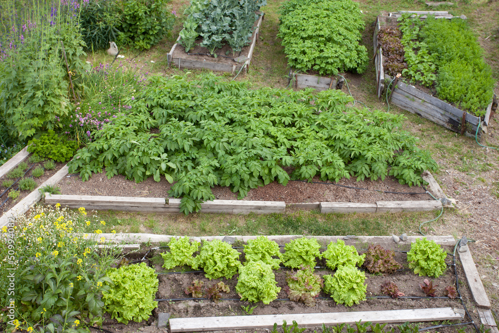 Raised beds of various vegetable plants potatoes