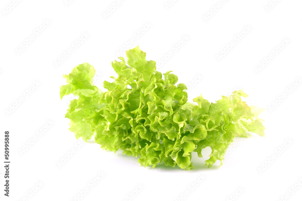 Obraz premium Lettuce salad leaf on a white background