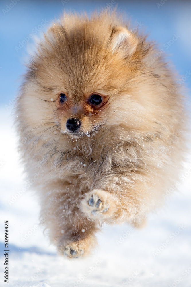 pomeranian spitz puppy pomeranian spitz puppy