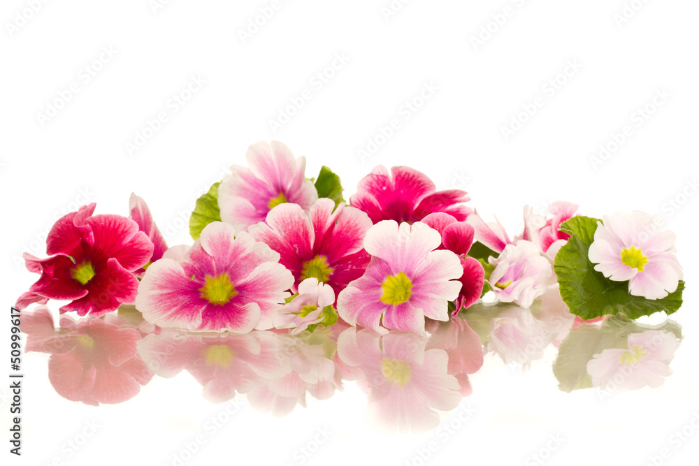 Begonia flowers Begonia flowers