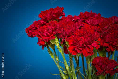 carnation flowers © Peredniankina