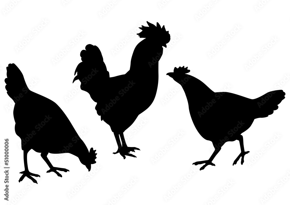 Fototapeta premium poules