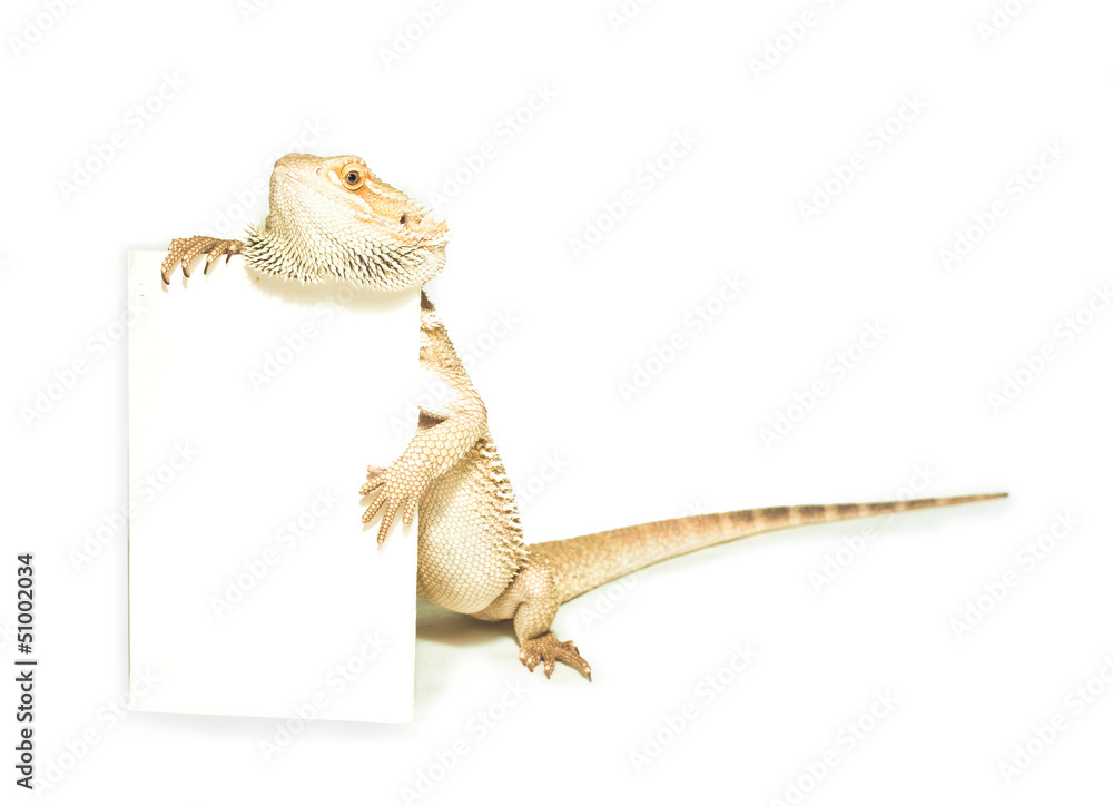 Fototapeta premium lizard holding card in hand on white