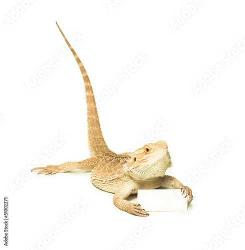 lizard holding card in hand