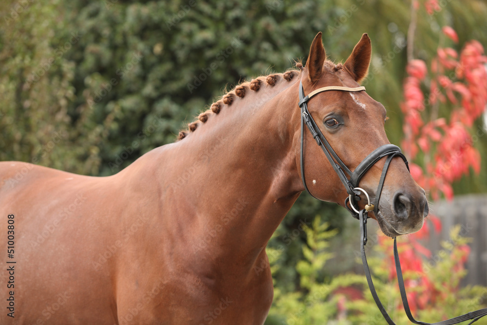 Obraz premium Nice dutch warmblood with perfect hairstyle