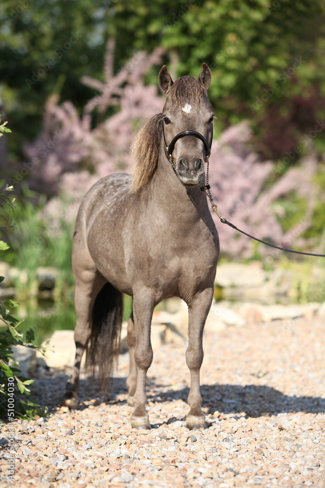 Ταπετσαρία American miniature horse stallion