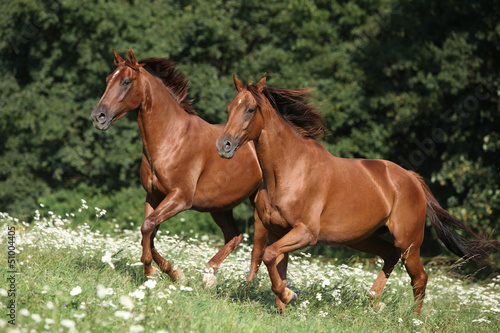 Fototapeta Naklejka Na Ścianę i Meble -  Two brown horses running
