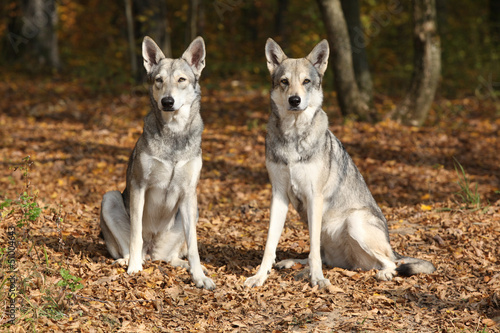 Fototapeta Naklejka Na Ścianę i Meble -  Saarloos Wolfhound