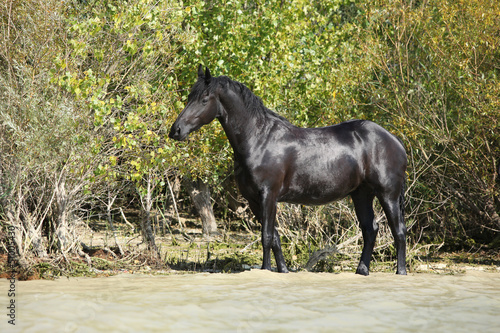 Nice black horse in the water
