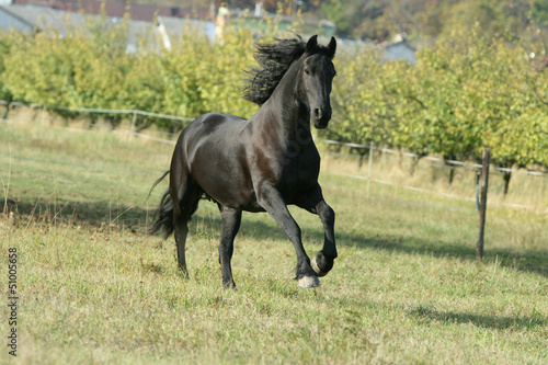 Running Friesian horse
