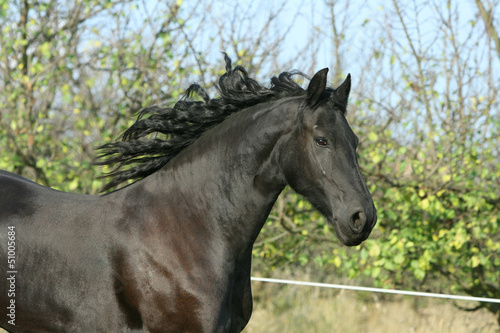 Portrait of running friesian mare