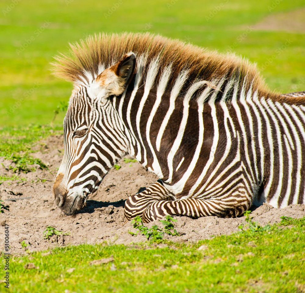 Fototapeta premium Young zebra portrait