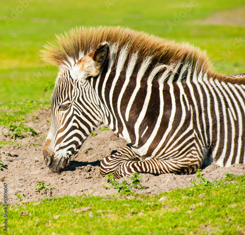 Young zebra portrait