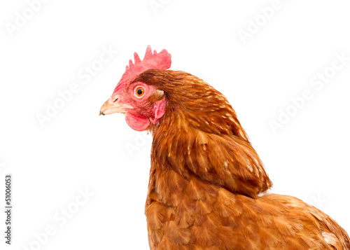 rhode island red chicken isolated