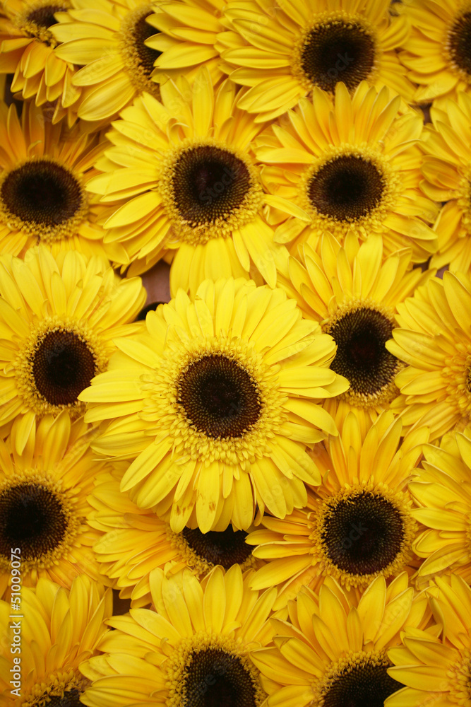 Abstract background of flowers. Close-up Abstract background of flowers. Close-up