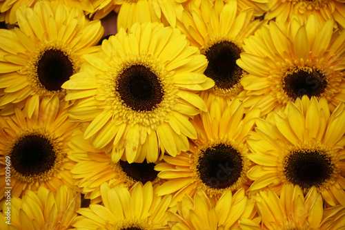 Abstract background of flowers. Close-up