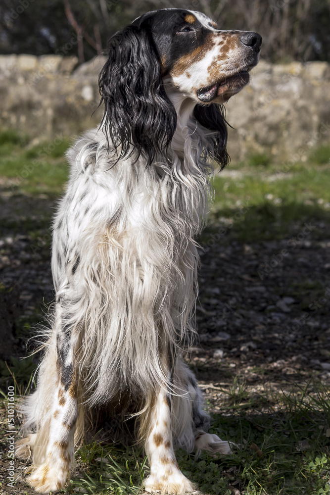 cane di razza Setter