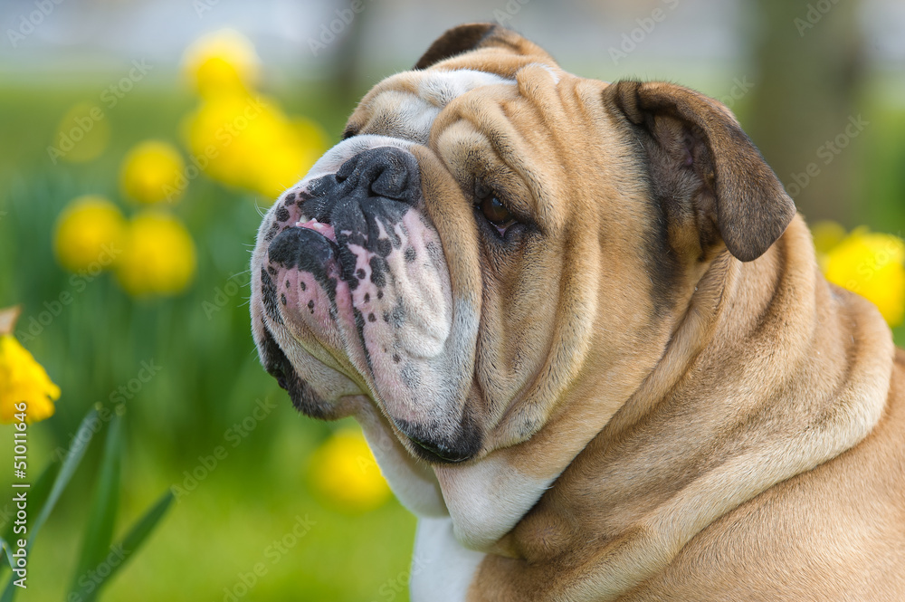 Happy cute english bulldog dog in the spring field