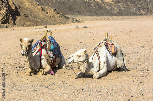 camels, bush and mount in Sahara