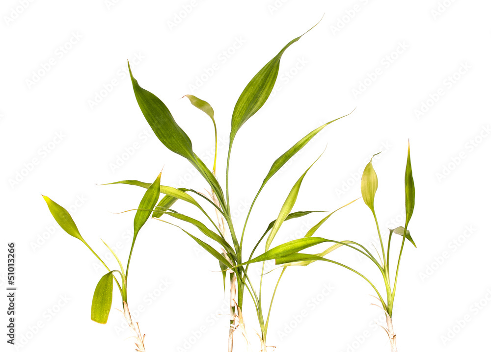 Fototapeta premium Bamboo Shoots And Leaves