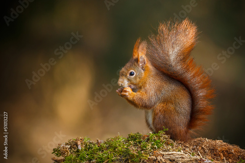 Red squirrel classic pose