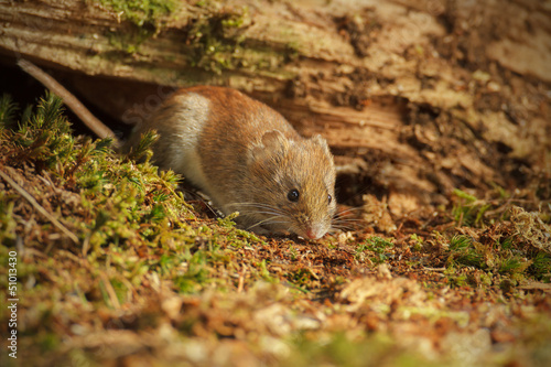 Field vole foraging under fallen tree