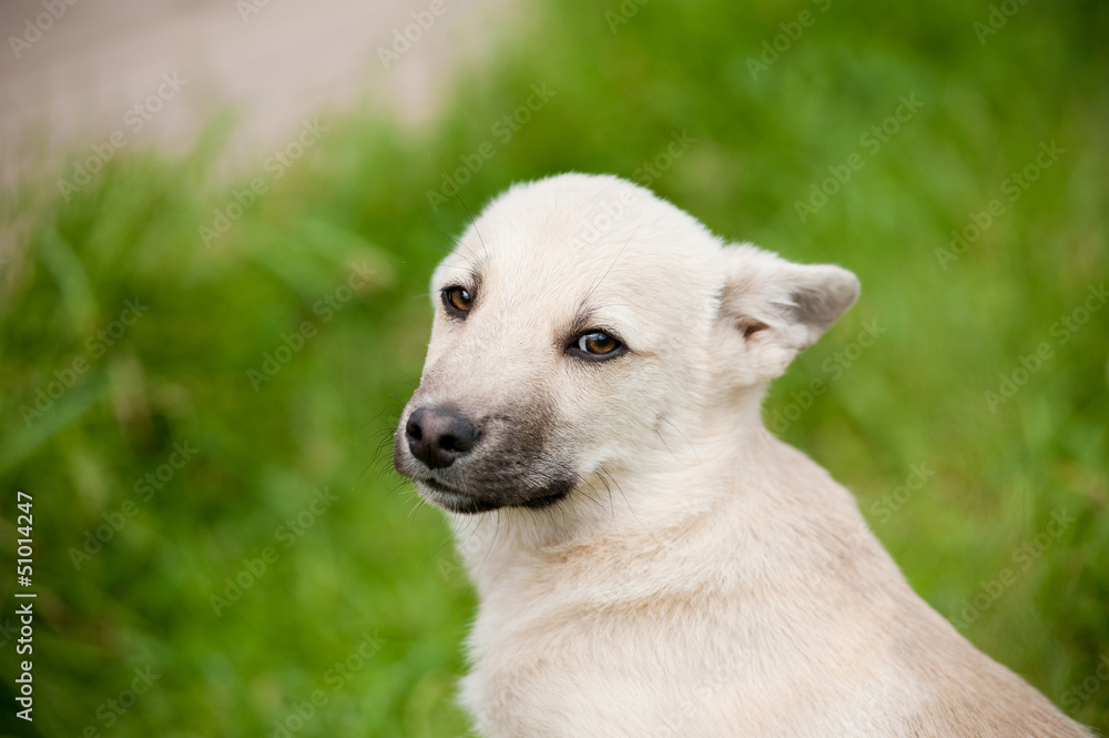 puppy puppy