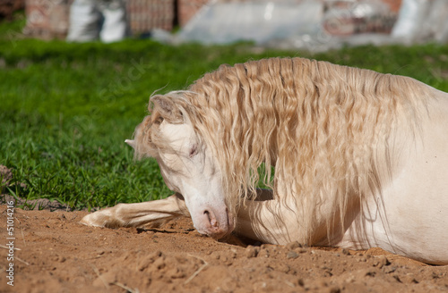 pony having rest on grass