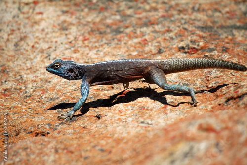 Obraz na plátně running agama