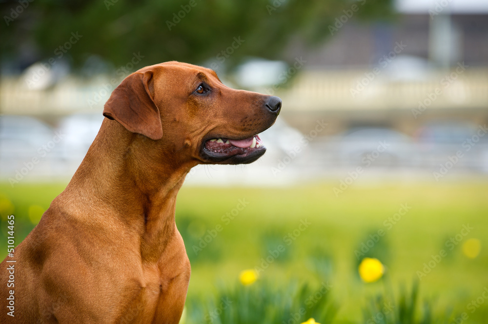 Happy cute rhodesian ridgeback dog in the spring field Happy cute rhodesian ridgeback dog in the spring field