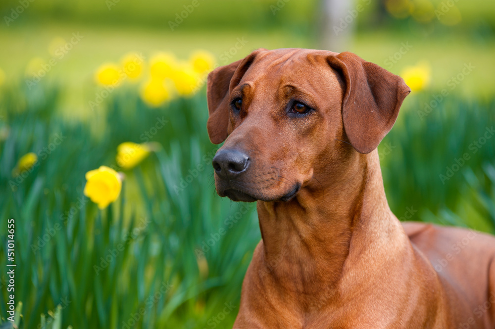 Happy cute rhodesian ridgeback dog in the spring field