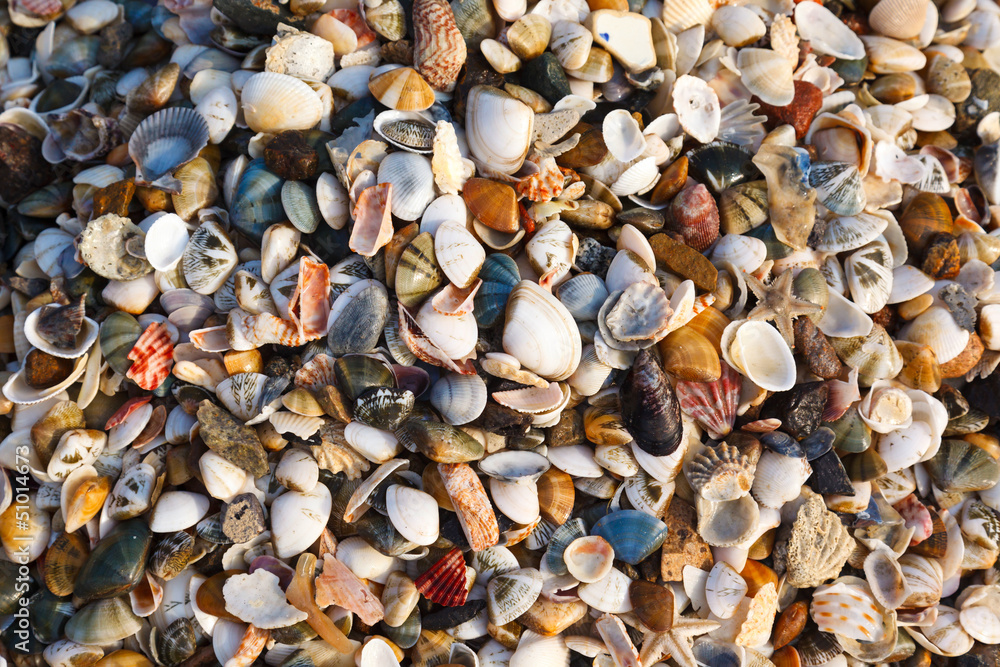 background of shells