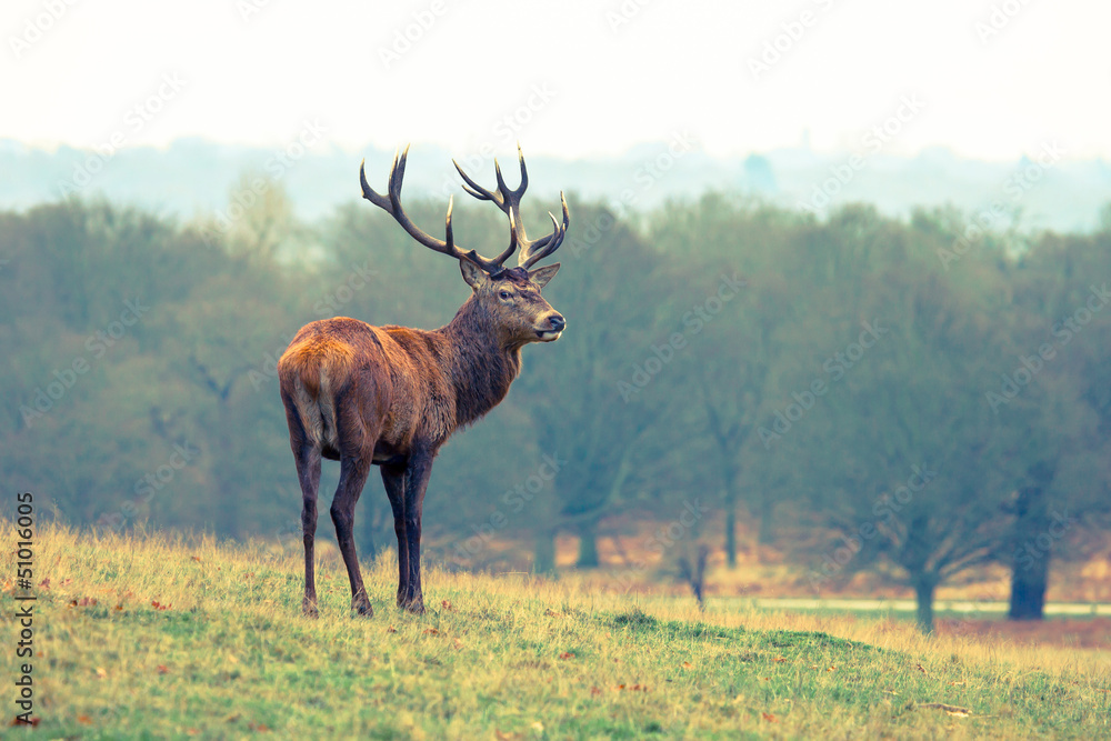 Deer standing Deer standing