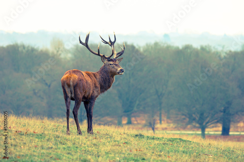 Deer standing © Romas Vysniauskas