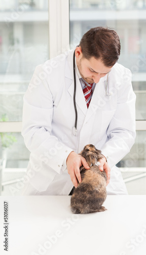 Fototapeta Naklejka Na Ścianę i Meble -  Veterinary checkup on a small dwarf rabbit