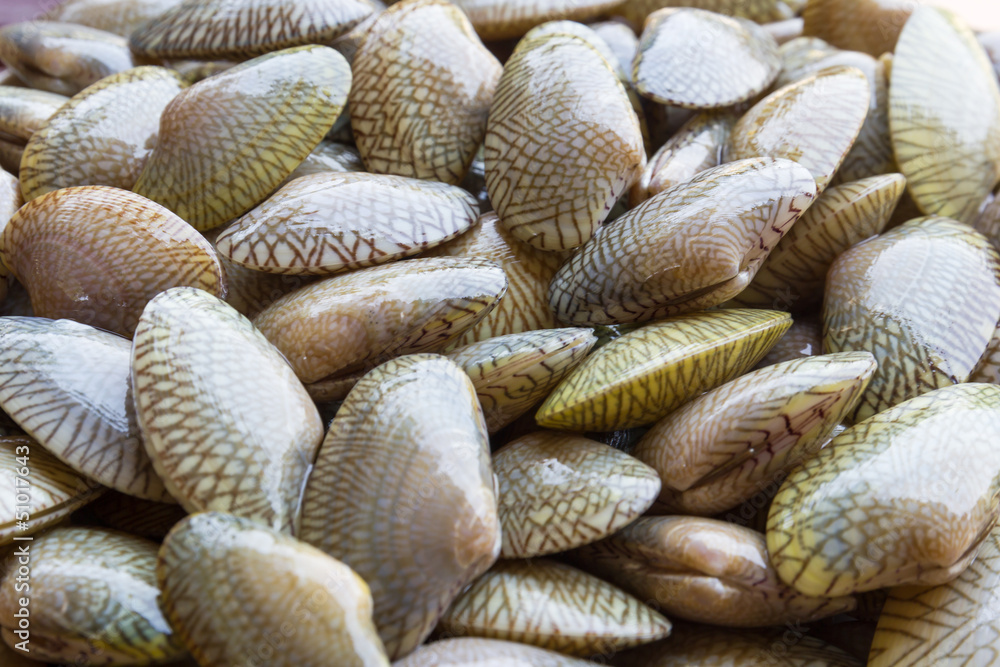 Raw Carpet clam Raw Carpet clam