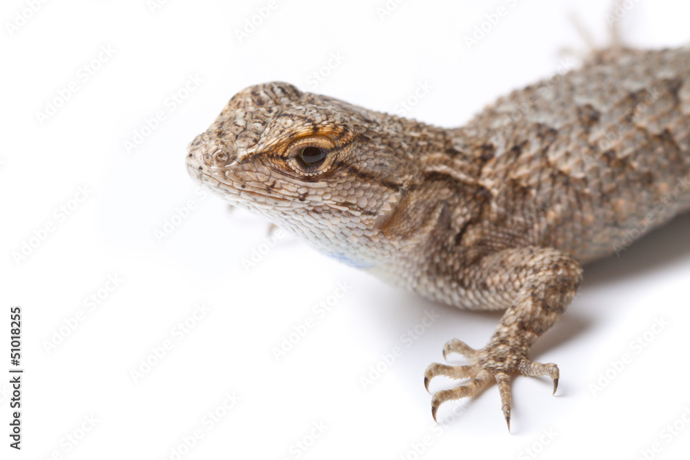 Obraz premium Lizard on White Background