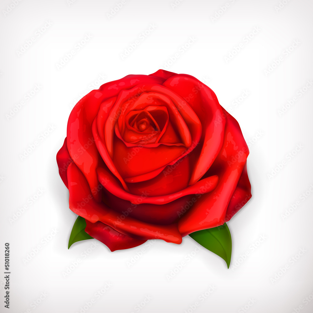 Red rose Red rose